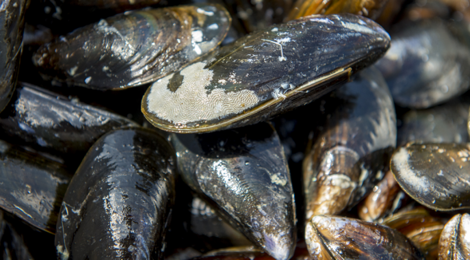 Mossel