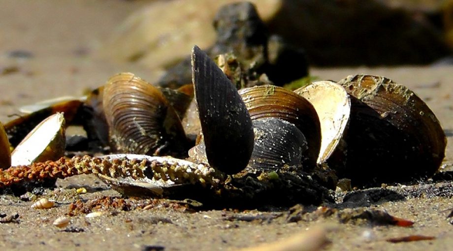 Mossels zand suppletie stock