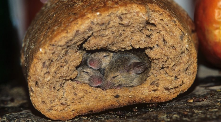 Muis in brood groot