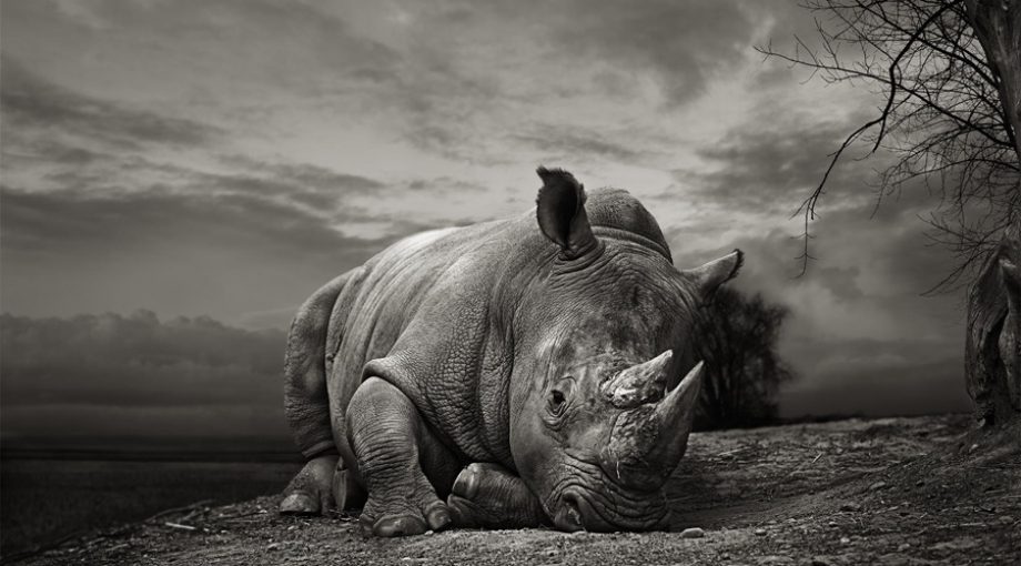 Neushoorn wall groot