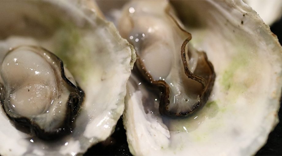 Oesters bubbels yerseke zeeland proeverij schelpdieren zeevruchten