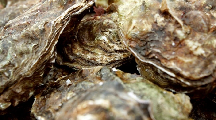 Oesters op land zeeland failliet