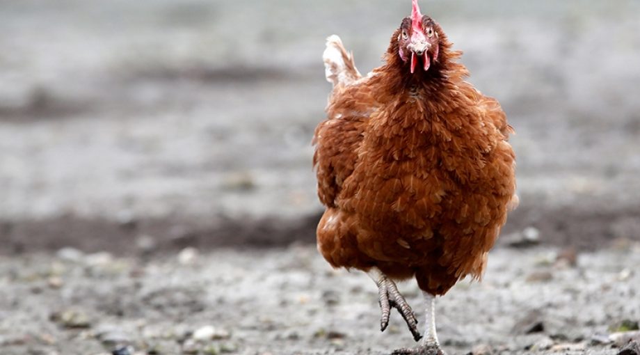 Ontvoerdekipisterugindrenthe1065