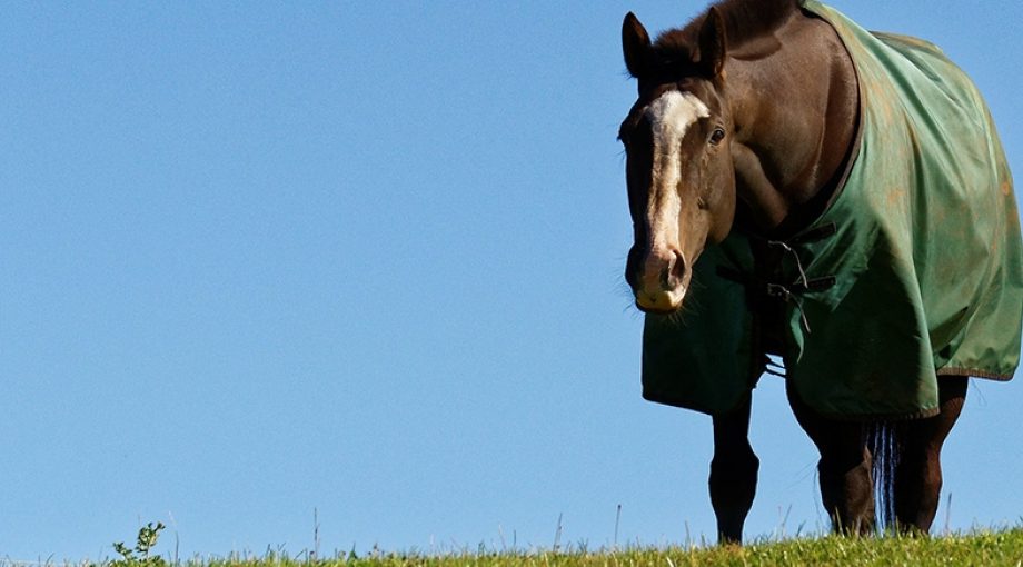 Paardendeken pixabay