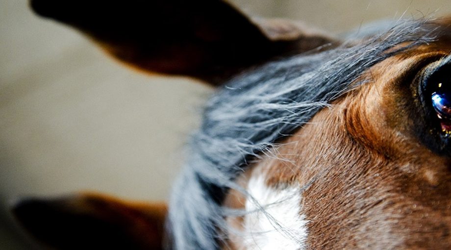 Paardenhoofd