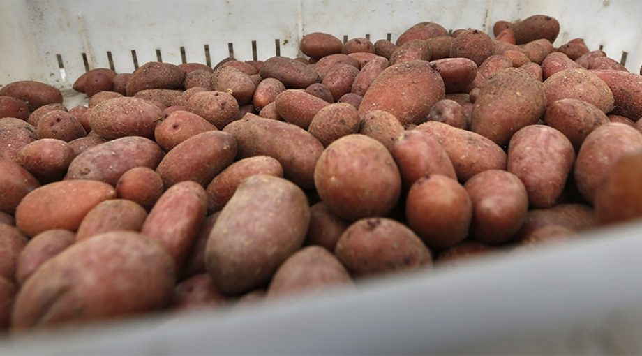 Potato potahto