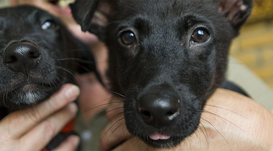Puppys1065