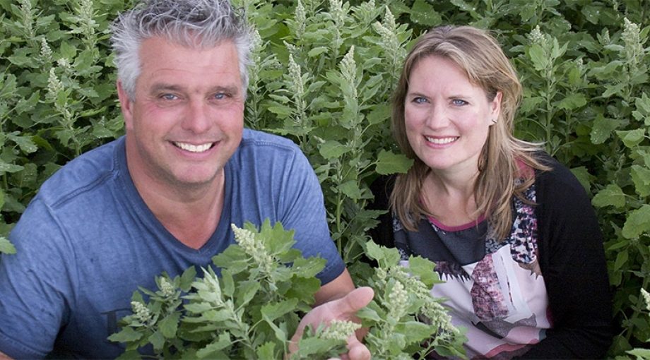 Quinoa oogst 1065