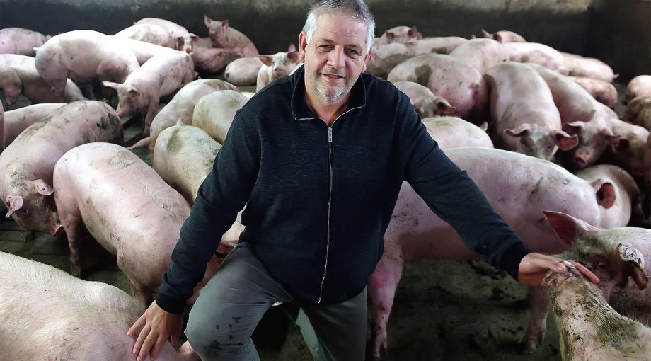 Rein van as varkensboer nispen