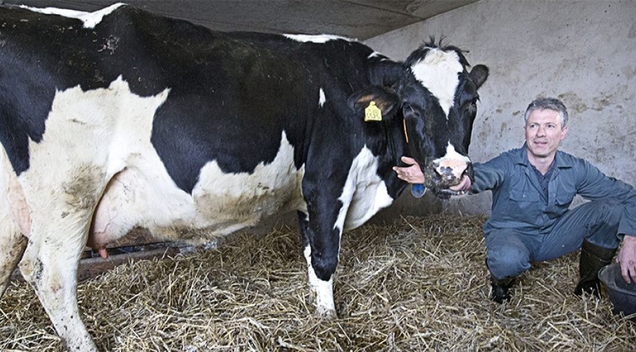 Rene vermunt koeien veehouder