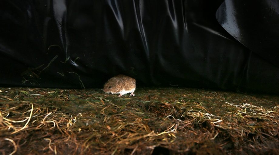 Rodeloperlaguitvoordemuis1065
