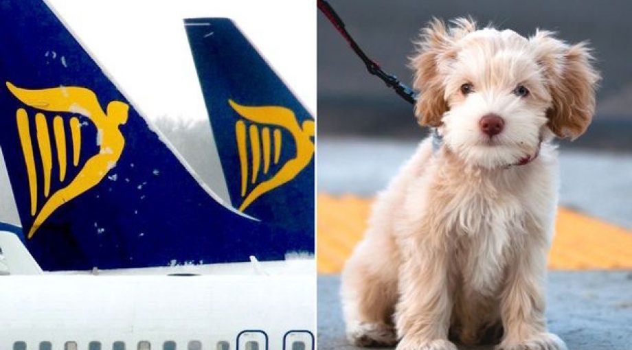 Ryanair hond groot