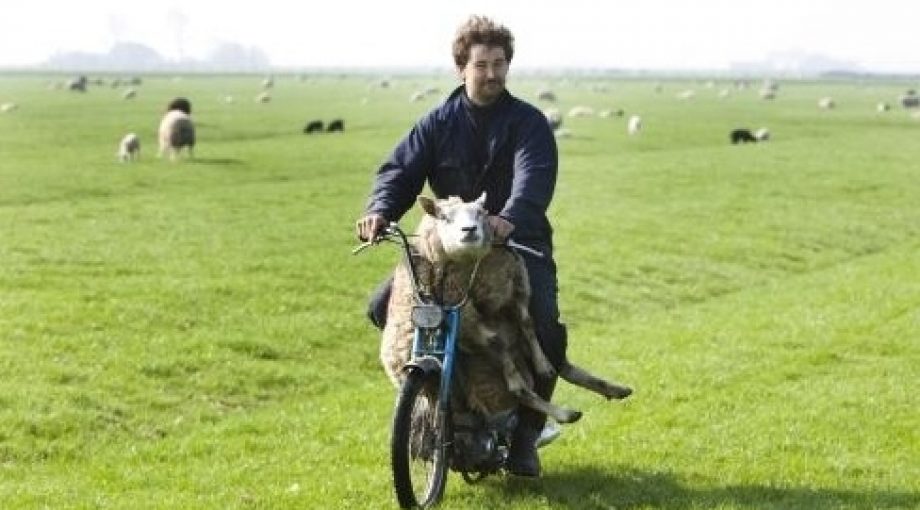 Schaap middelgroot