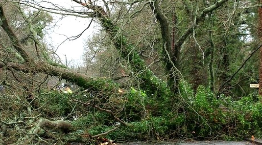Schade lentestorm middelgroot