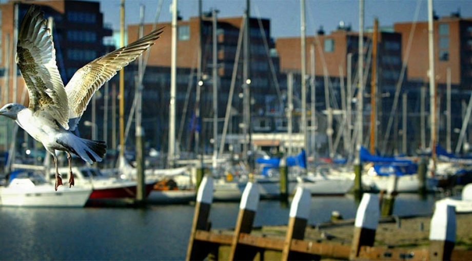 Scheveningen haven