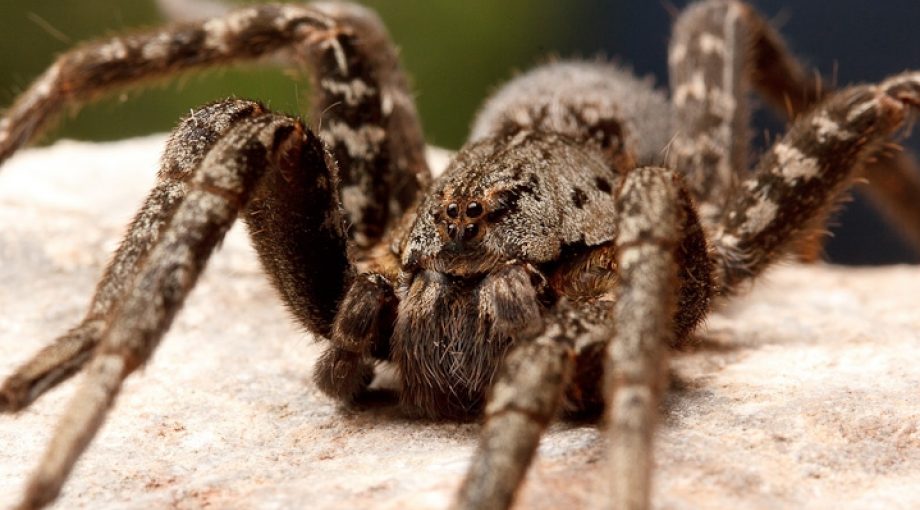 Spider