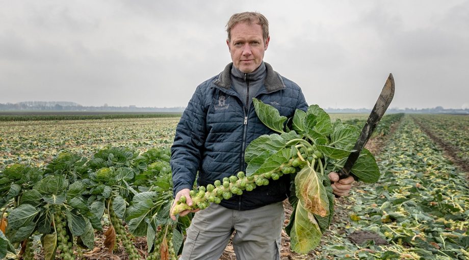 Spruiten peterfranken