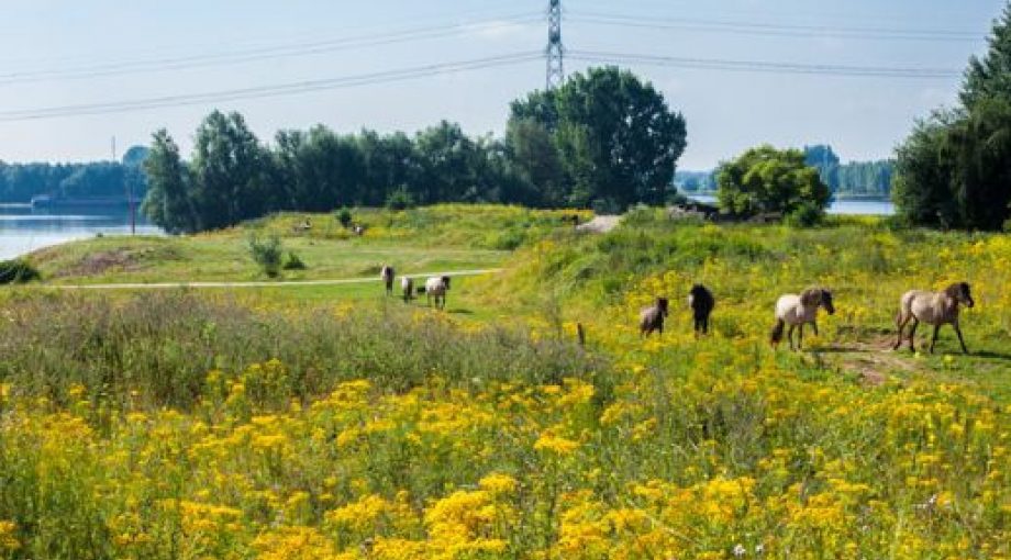 Steenfabriek natuur groot 03