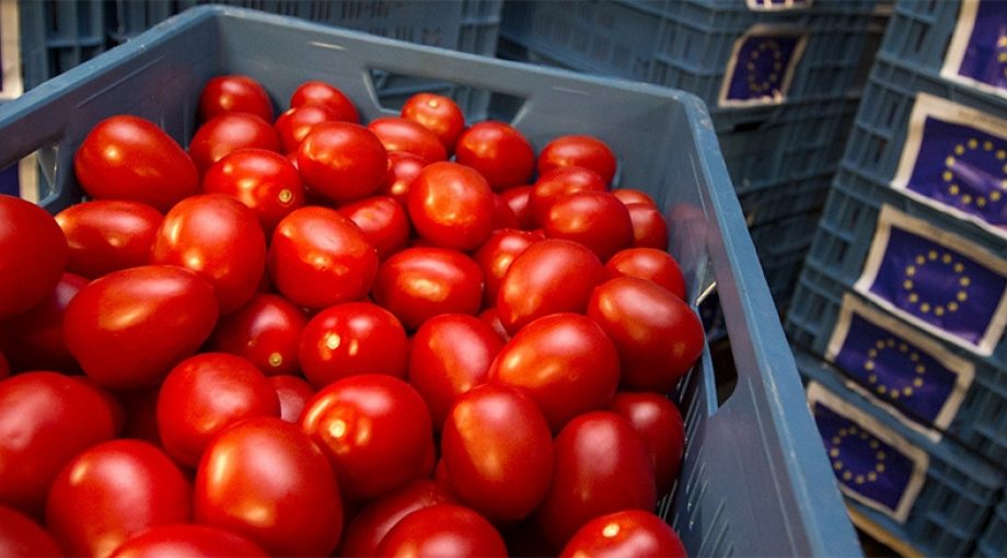 Tomaten kweken bakken