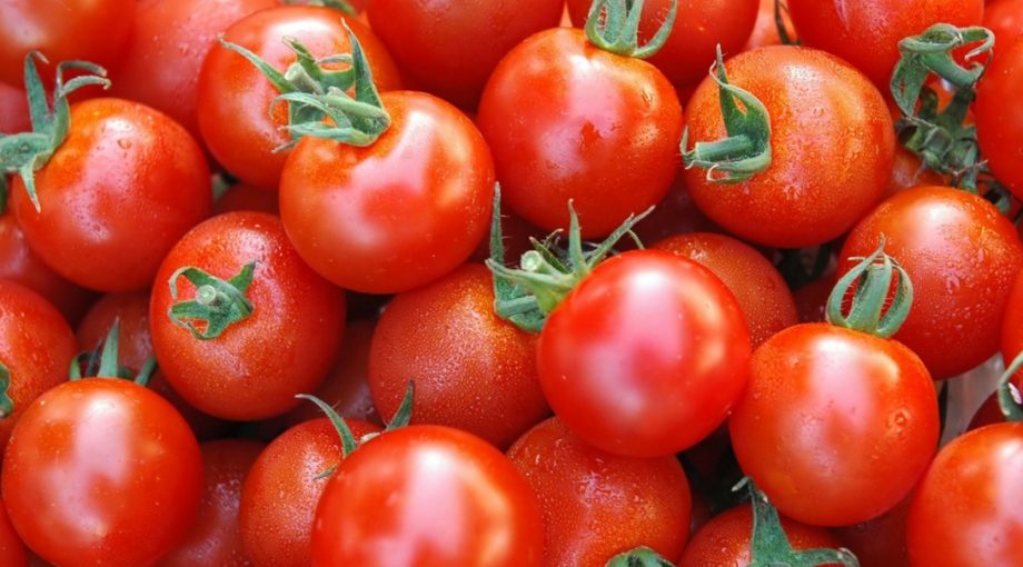 Tomaten gif zwam ontdekt 335