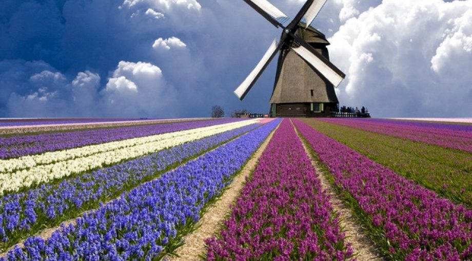 Tulpen bloembollen nederland middelgroot