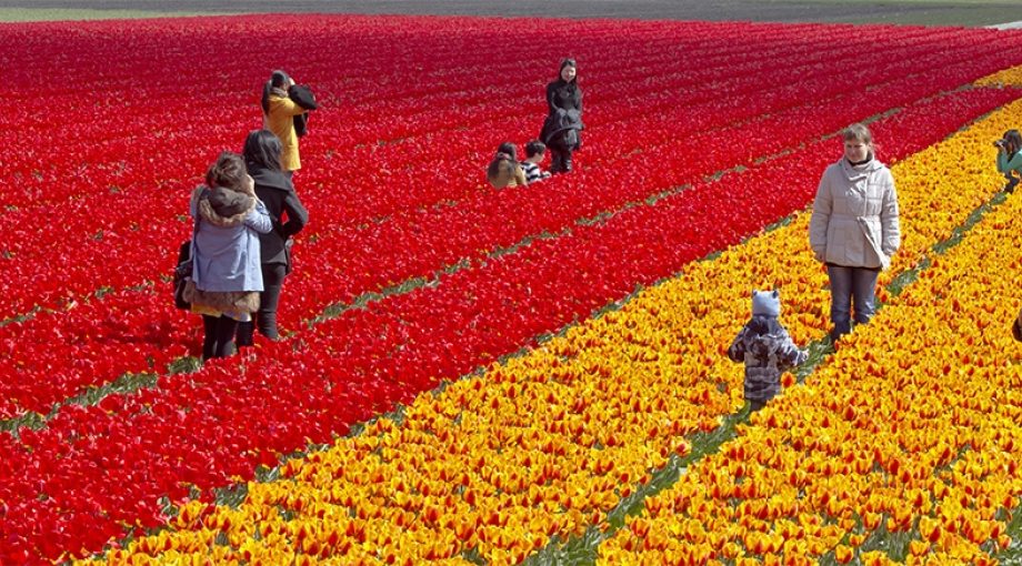 Tulpen lisse kantoren keukenhof