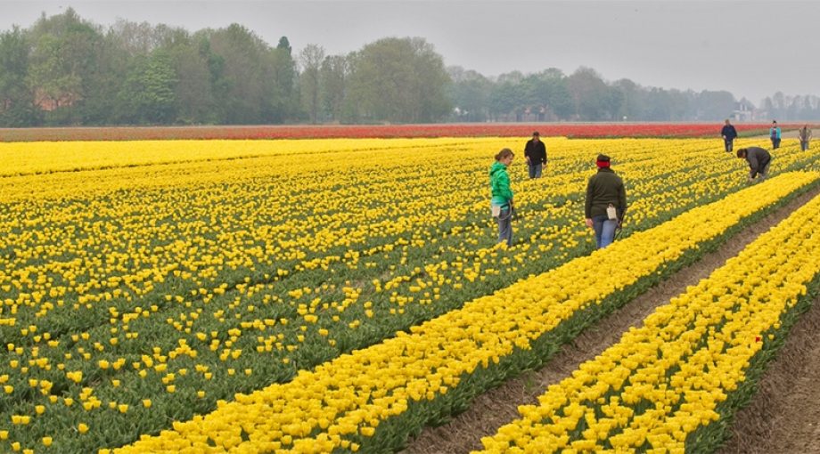 Tulpenkoppen