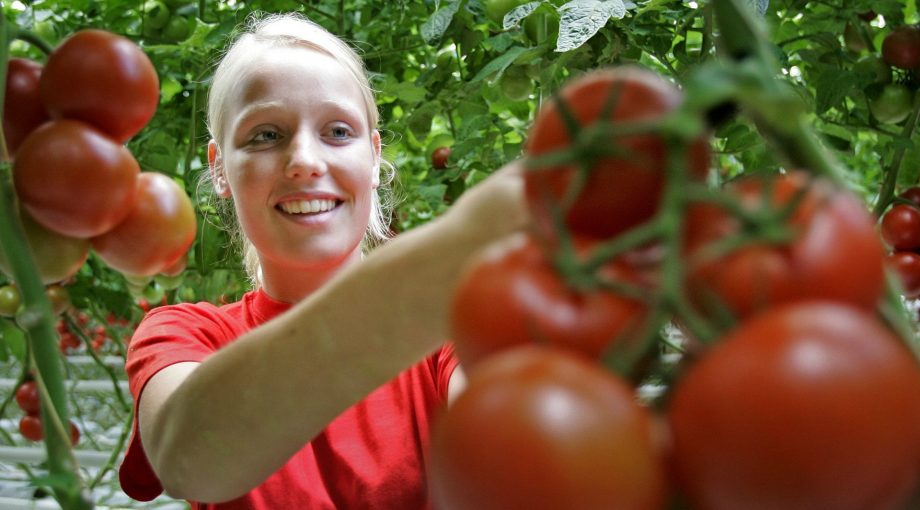 Vakantiekrachten steeds moeilijker vinden tuinders problemen
