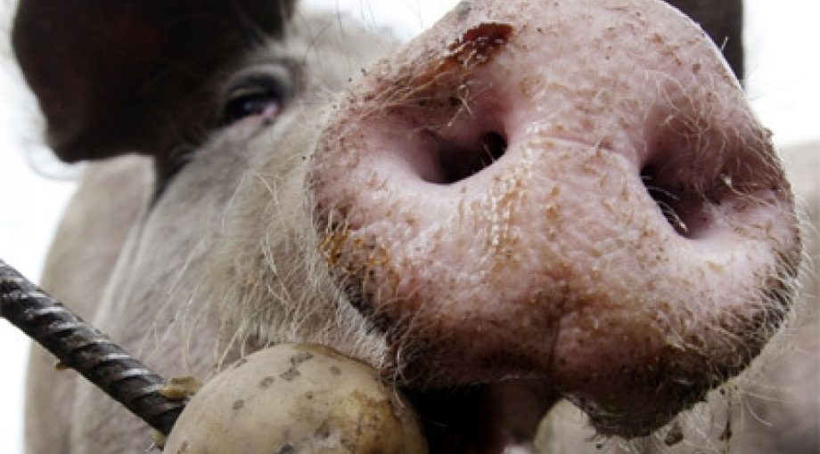 Varken eten middelgroot