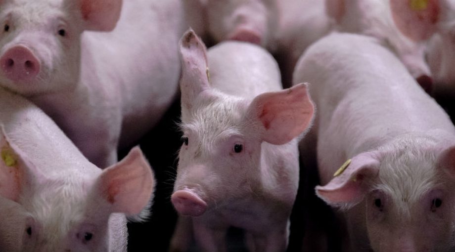 Varken varkenshouders geld extra investeringen