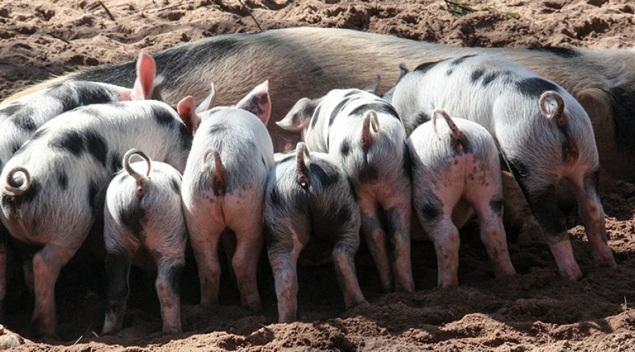 Varkenboerderij stock
