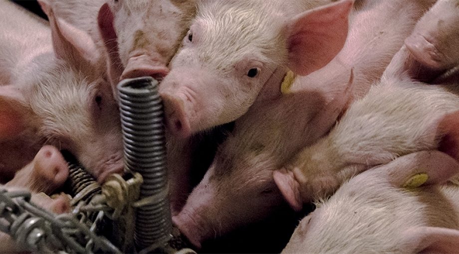 Varkens intensieve veeteelt flevoland noordoostpolder