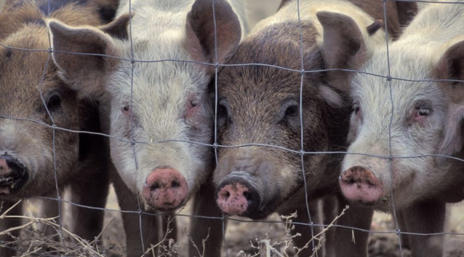 Varkens thinkstock
