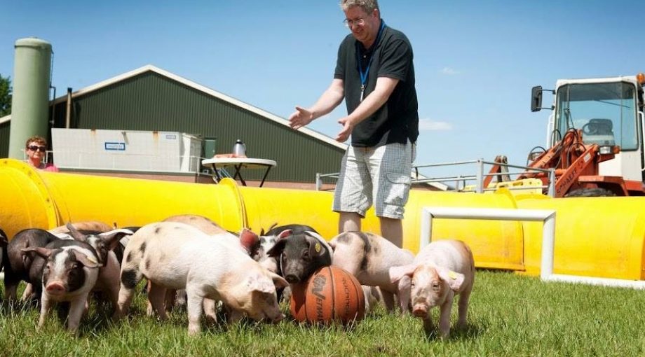 Varkenshaas bathman piggy palace groot