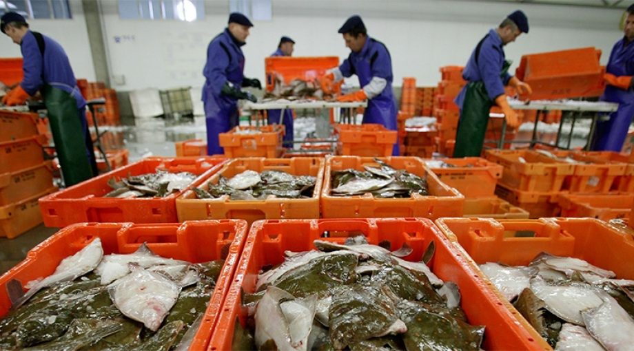 Visafslag urk vissorteerders flevoland schol