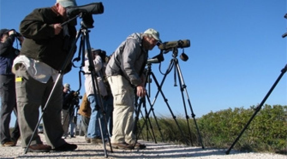 Vogelpaparazzi 335