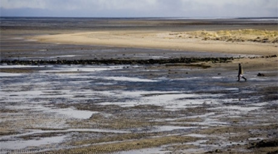 Waddenzee natuur