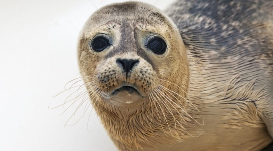 Zeehond