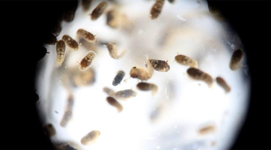 Zikavirus1065