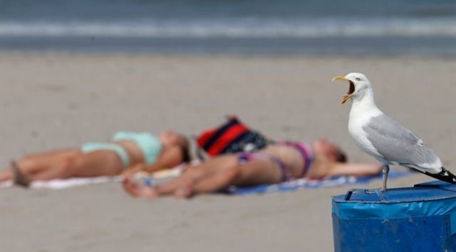 Zomerweer strand zomer meeuw baden zon warm hitte groot
