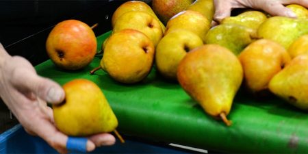 Peren 1065