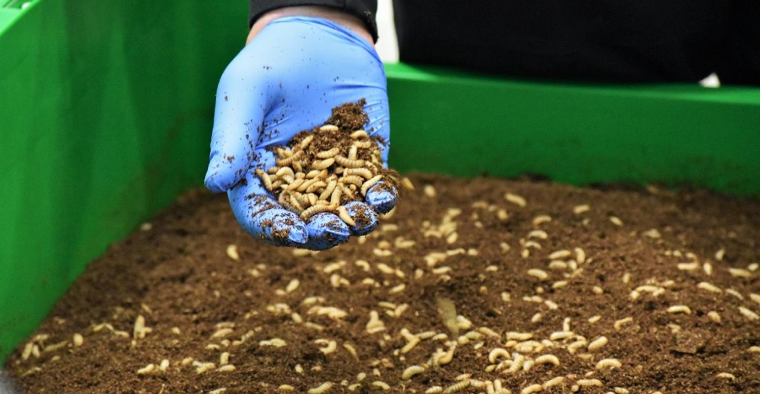 Protix insectenkwekerij duurzaam innovatie voedsel
