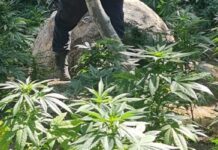 Erradica la FGE plantío con más de siete mil plantas de marihuana