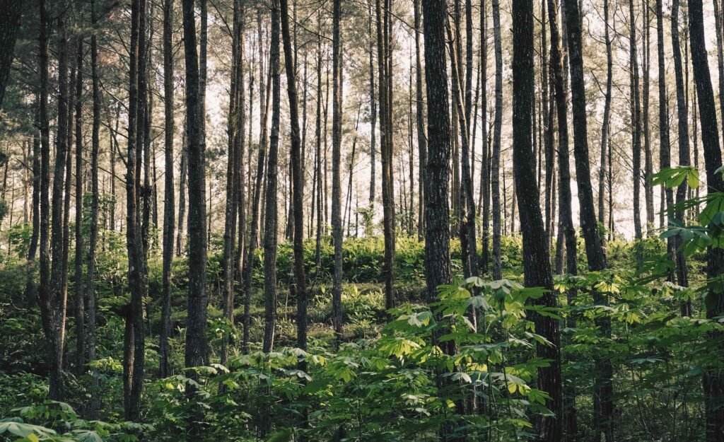 Blog Doctoome | Maladie de Lyme : qu'est-ce que c'est ?