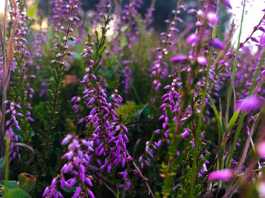 Blog Doctoome | Médecine douce : les bienfaits de la phytothérapie