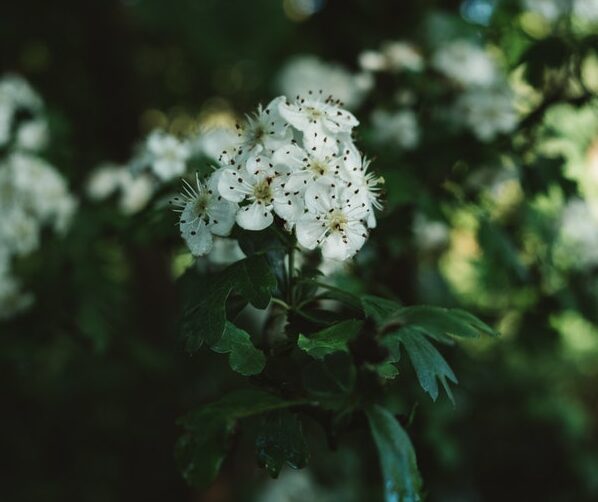 Aubepine-plante-stress