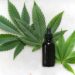 cannabis thérapeutique