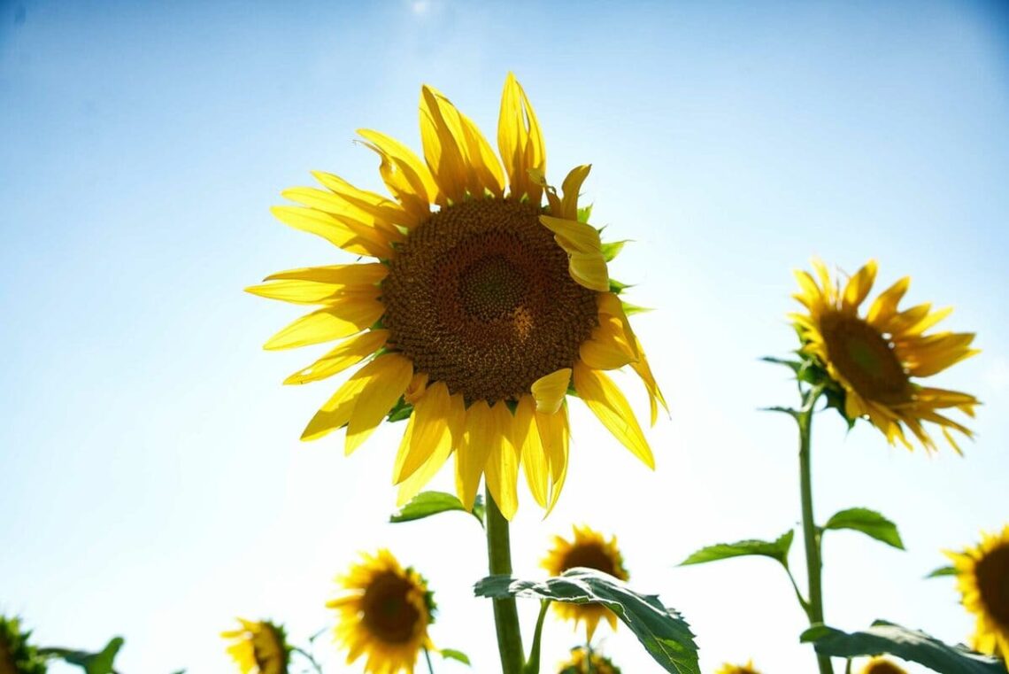 vitamine D soleil booster pendant le confinement