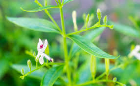 andrographis remède naturel contre le rhume