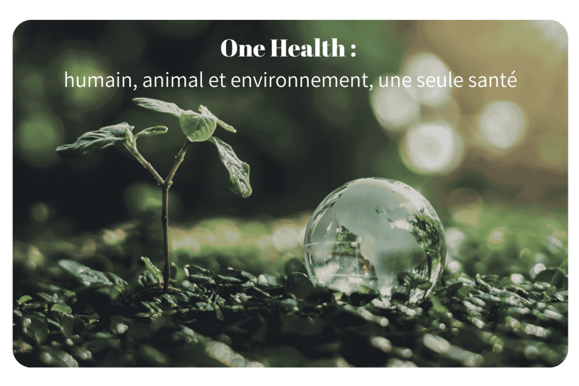 One Health : une approche reliant santé humaine, animale et environnementale